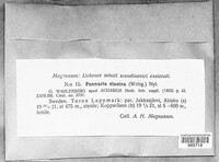 Image of Tingiopsidium elaeinum